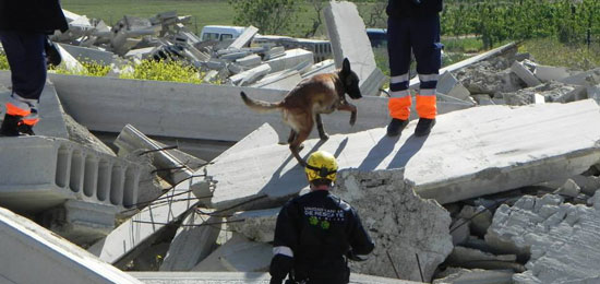 Exhibición de salvamento con perros de rescate
