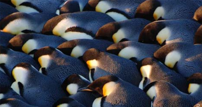 Las mejores imágenes de la Antártida