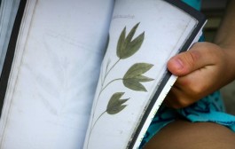 Aprende a hacer un herbario en los talleres de La Grajera