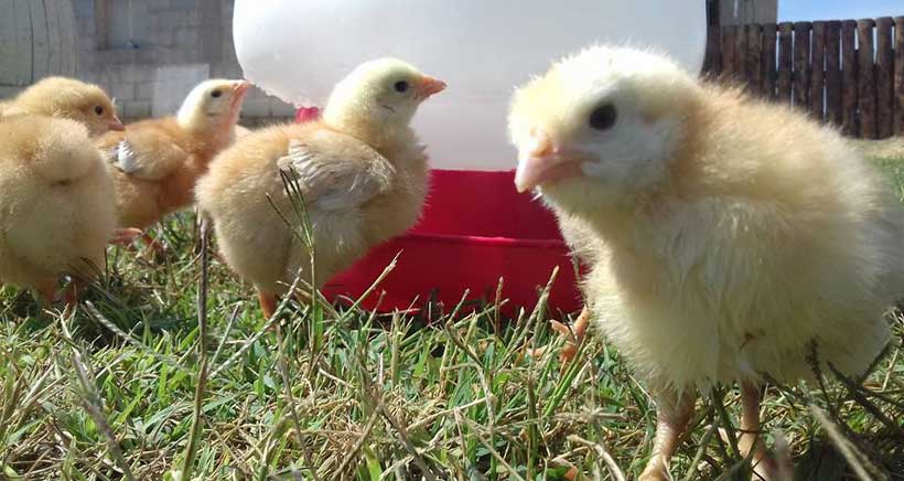 Rosalinda y sus amigas os invitan a celebrar el Día Mundial del Huevo en su granja