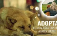Edúcales en el respeto animal: V Salón de la adopción de animales abandonados