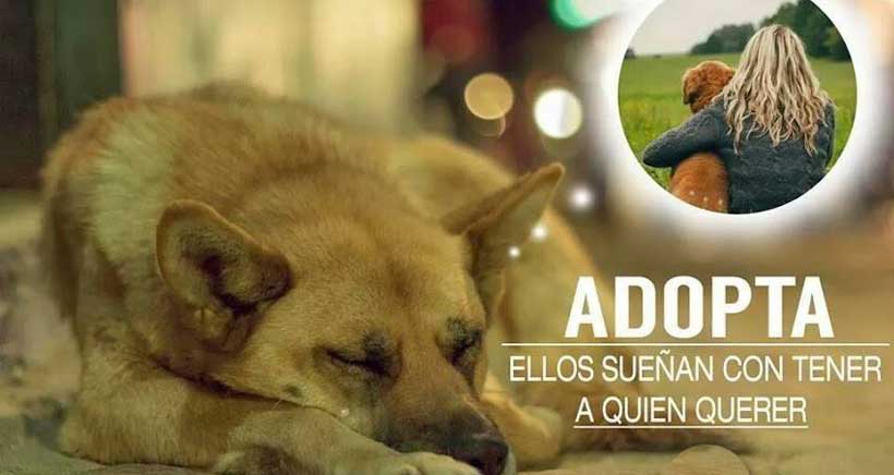 Edúcales en el respeto animal: V Salón de la adopción de animales abandonados