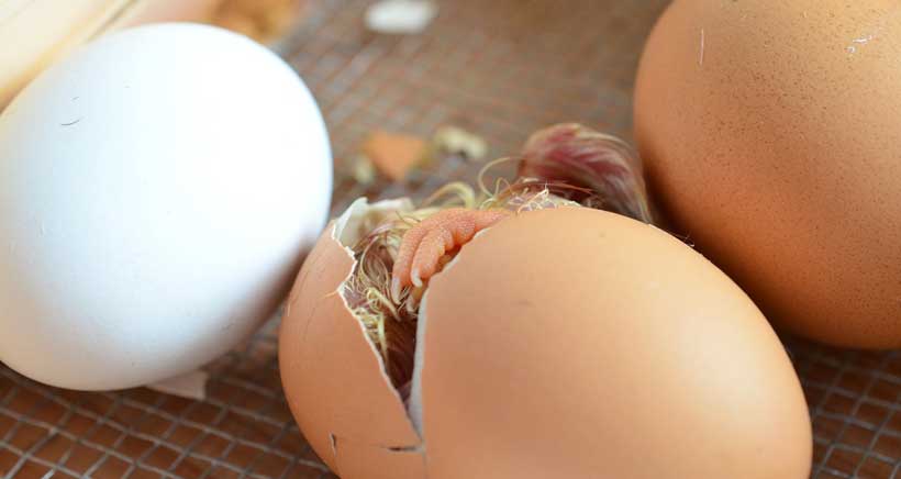 ¿Cómo se forma un pollito en un huevo? nuevo taller de la Casa de las Ciencias