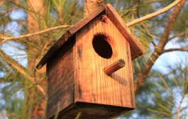 Limpieza y revisión de casitas para pájaros en Ribavellosa