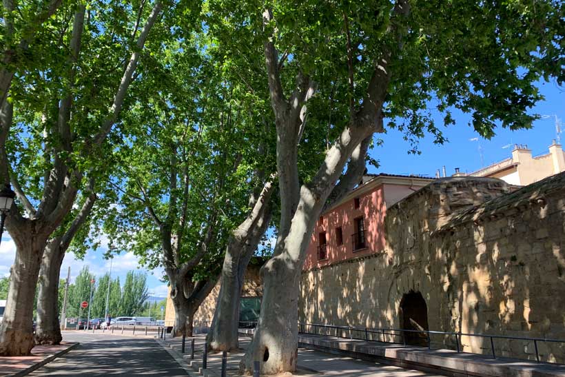 platanos-muralla-revellin-arboleda-singular