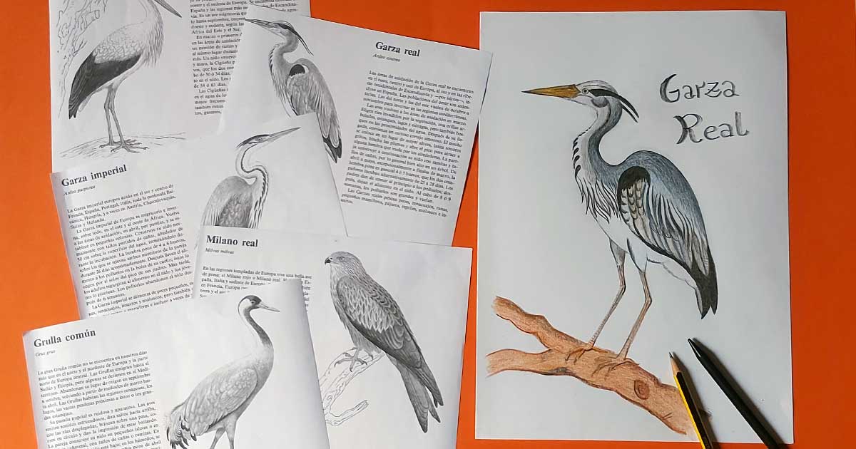 taller-ilustracion-aves