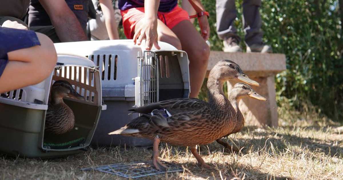 ‘Ayúdale a Volar’ libera a 38 aves huérfanas recuperadas gracias a particulares