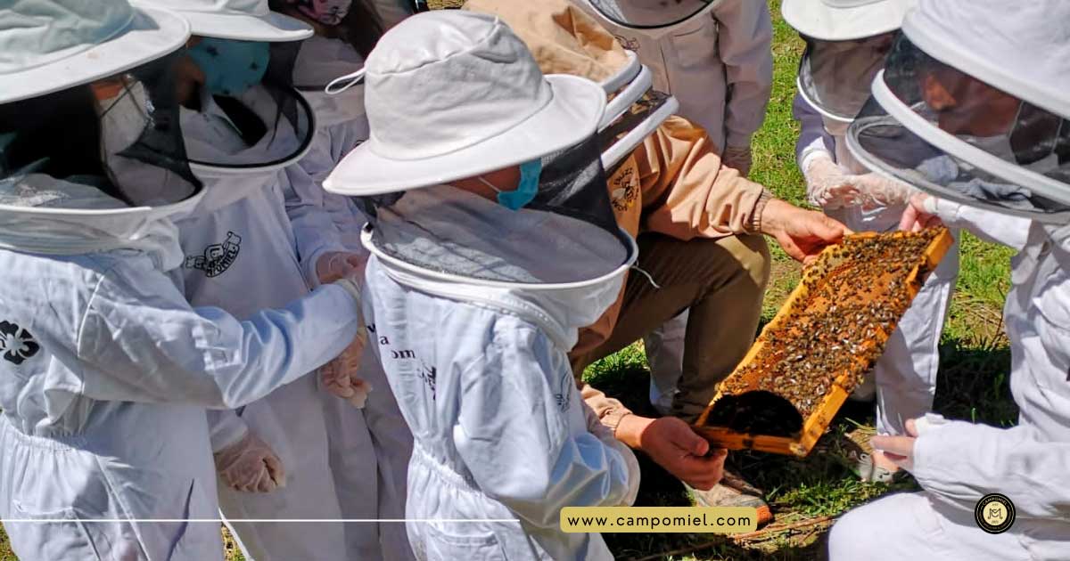 La Mielería organiza una jornada de recolecta de miel en familia