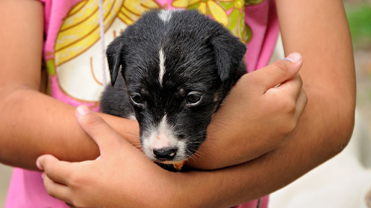 paw and fun jornada dog friendly parque rioja