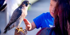 aves-rapaces-cozar-natura-en-Jardin-botanico
