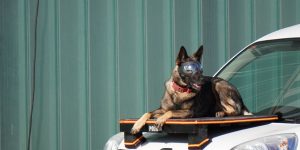 dia nino policia nacional