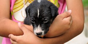 paw and fun jornada dog friendly parque rioja